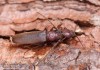 Tesařík hnědý (Brouci), Arhopalus rusticus, Cerambycidae (Coleoptera)